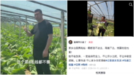 山東白菜滯銷價格崩盤 菜農眼看著爛地裡（視頻）
