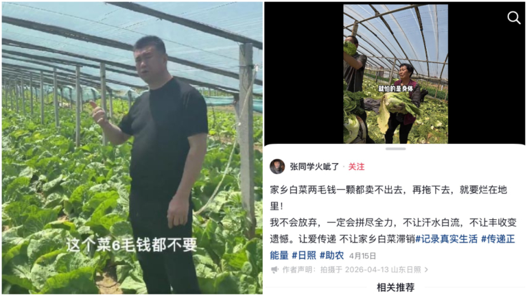 山東白菜滯銷價格崩盤 菜農眼看著爛地裡（視頻）