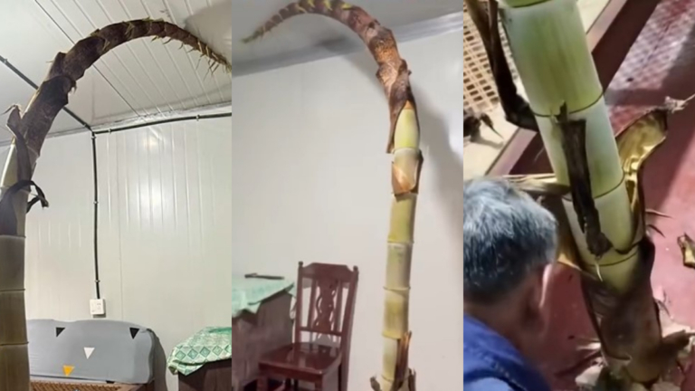 房主回家驚呆了 春筍頂穿地板鑽進屋把屋頂撐變形（視頻）