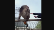 男子峨眉山推猴险致坠崖 引发谴责