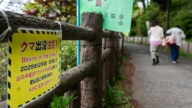 日本熊害再起 岩手女性遗体出现爪痕与被咬痕迹