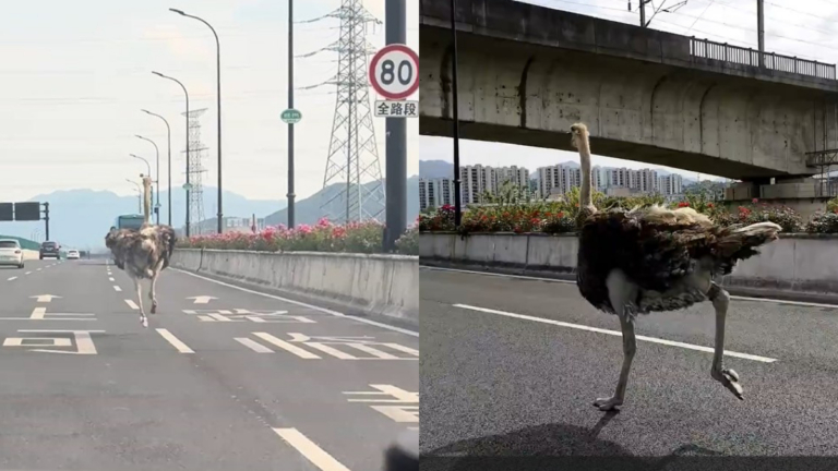 一隻巨型鴕鳥在高架上狂奔 驚呆路人（視頻）