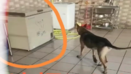 广东男子骗养20多只狗 供烈犬撕咬惹众怒
