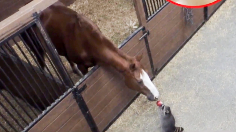小浣熊每天偷便利店一個蘋果 送給好友小馬兒