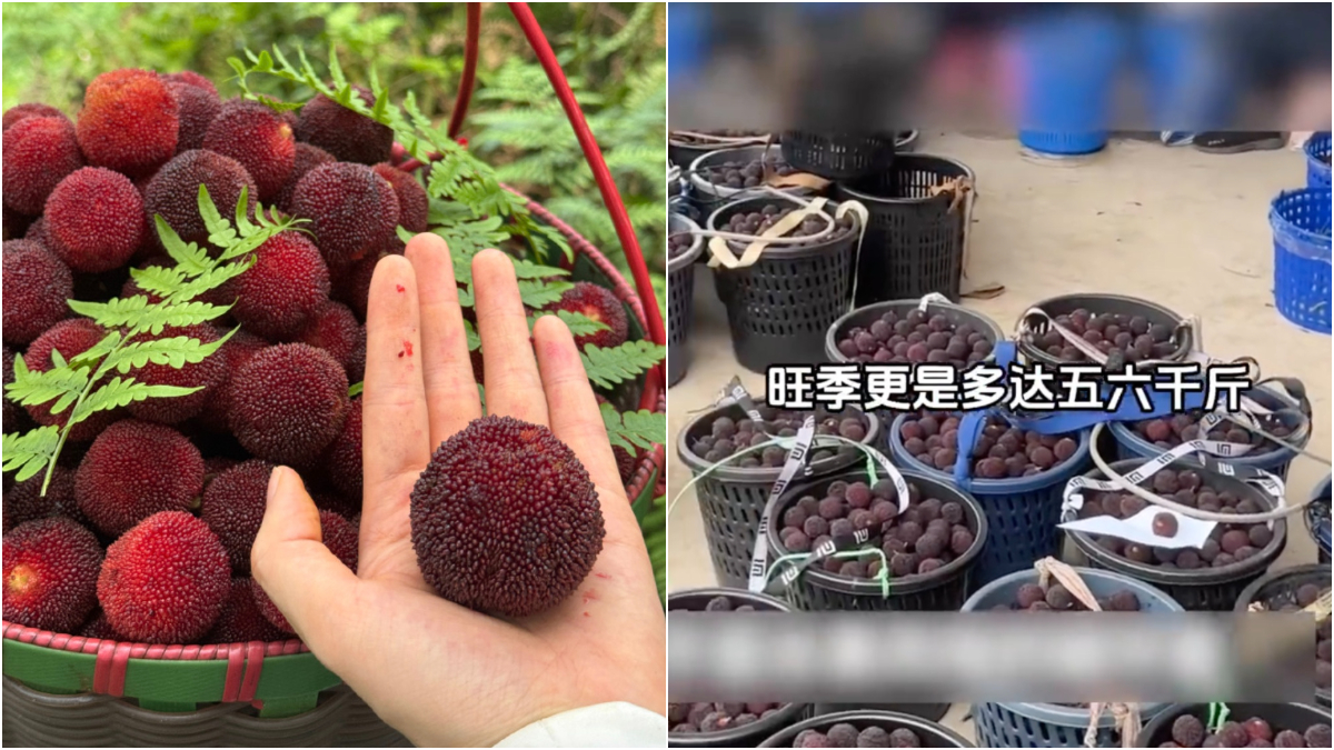 福建一楊梅收購點,有商販把楊梅浸泡在8000倍超甜添加劑藥水裡,工人一口都不敢吃。網友痛批當局監管不力。(網絡截圖)