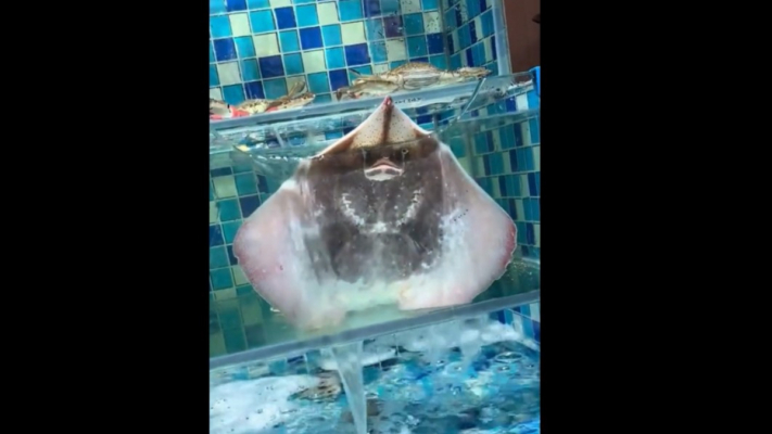 「老闆魚」半夜噴水爆紅 超千萬網友求放生（視頻）