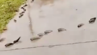 廣西地震前異象 大量魚群上岸 排隊上山(視頻)