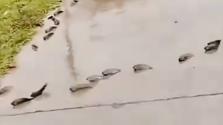 廣西地震前異象 大量魚群上岸 排隊上山(視頻)
