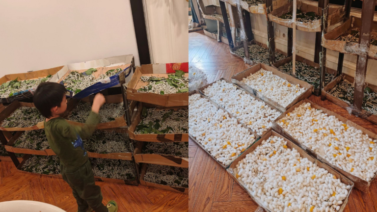 6歲兒想做蠶絲被 全家養上萬隻蠶寶寶 母累到崩潰(視頻)