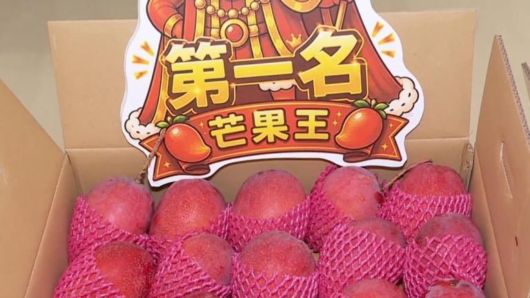 屏東愛文芒果評鑑冠軍出爐!甜度飆逼17度