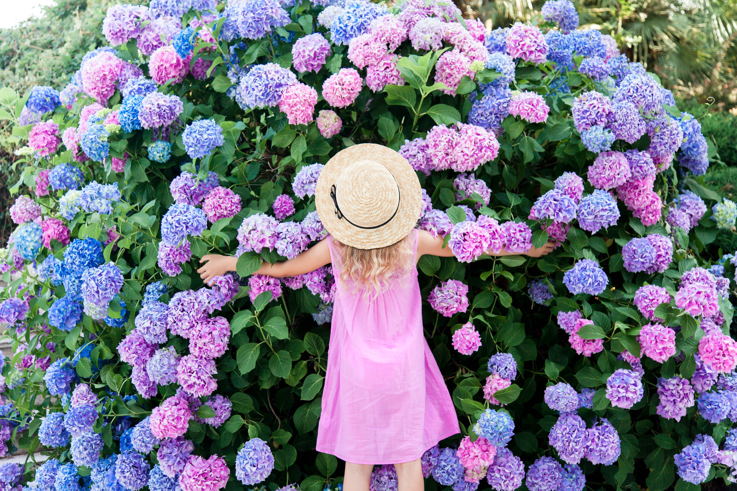 繡球花期長且開花穩定,為花園增色。(Shutterstock)