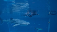 致敬军人 美乔州水族馆请伤残老兵与鲨鱼共舞