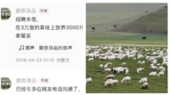 內蒙無人區招2名羊倌 全國700人報名1成是大學生