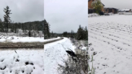 中國異象頻現 內蒙古、黑龍江驚現六月飛雪(多視頻)