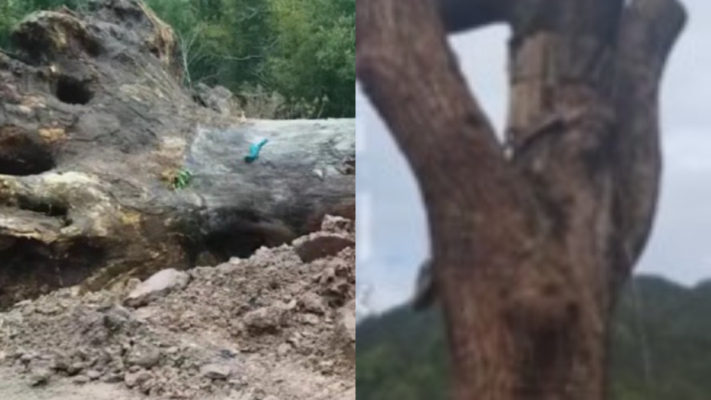 浙江600年古樹被挪死 官方逼簽「凍死」才給補償