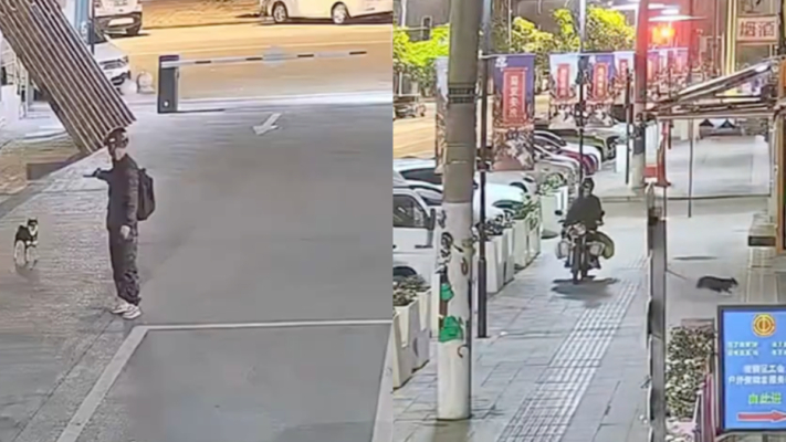 小柴犬深夜接主人下班 被偷狗人射暈擄走（視頻）