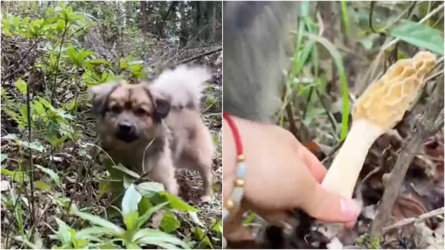 好聰明!狗狗幫主人找蘑菇 一找一個準(視頻)