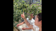哭笑不得！男子网购车厘子树竟结出苹果（视频）