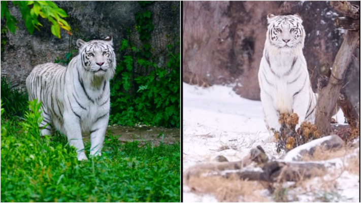 「明星」白虎死亡 青島動物園管理疏漏引眾怒
