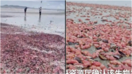 地震前兆？泰国海滩铺满百万只海参 如粉红地毯