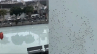 浙江一河流驚變「牛奶河」大量魚群浮出水面(視頻)