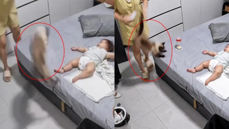 貓起跳半空驚見床上嬰兒急剎變向 影片爆紅(視頻)