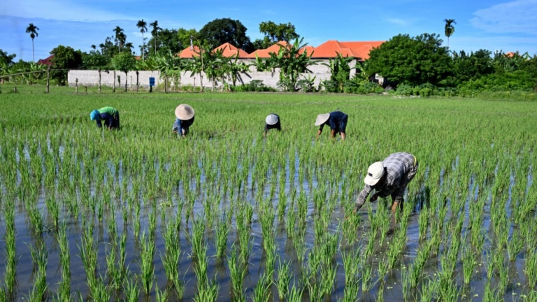 MIT研究:雨聲能助植物更快破土發芽