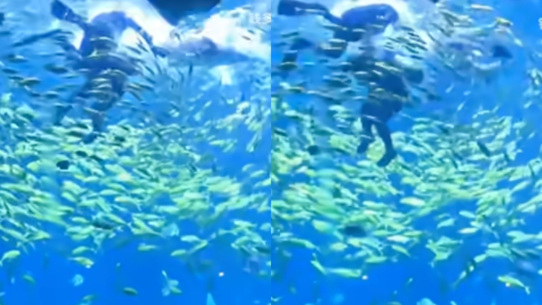前無古人!一男子在中國內陸被鯊魚咬傷(視頻)