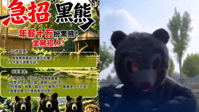 河南動物園招人扮黑熊 年薪十萬「不准說人話」