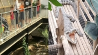 惊悚!英3岁童逛动物园 突遭男子“扔进鳄鱼池”