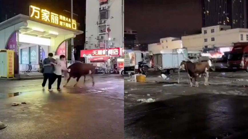 湖南長沙一頭黃牛衝上街頭 狂撞3人(視頻)