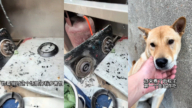 生死30秒!狗狗突然狂吠提醒主人逃過一劫