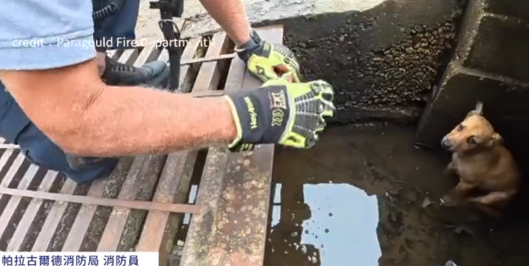 熱狗立大功！暖心消防員救出排水溝小狗