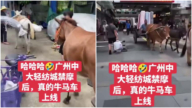 廣州輕紡城禁電瓶車 商戶用牛馬驢運貨（視頻）