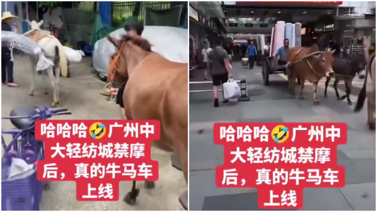 廣州輕紡城禁電瓶車 商戶用牛馬驢運貨（視頻）