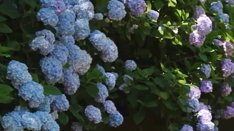 南投杉林溪繡球花盛開 上山賞花又避暑