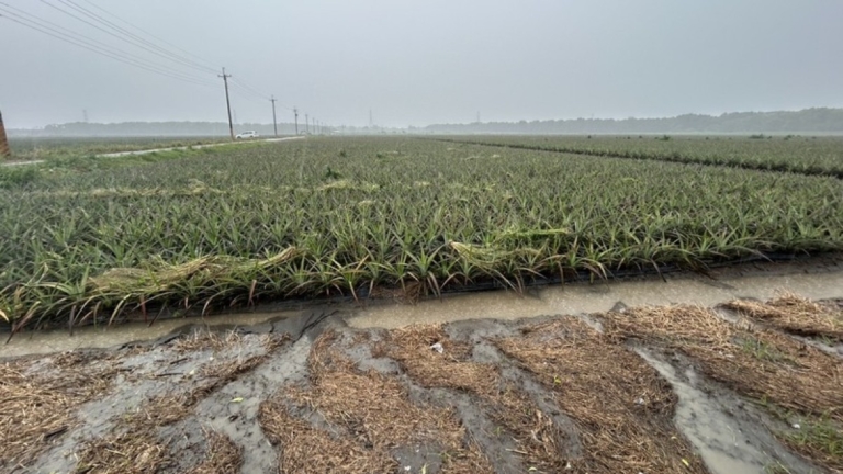 豪雨重創全台農損逾4億 屏東最慘農友沒菜可賣