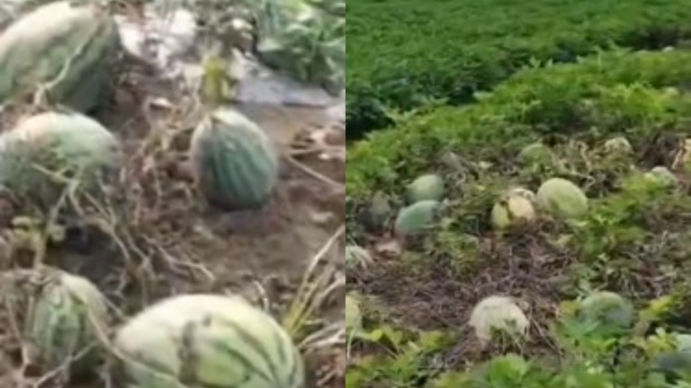 中國河南西瓜滯銷 一瓶礦泉水換3個瓜（視頻）