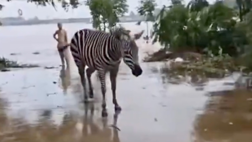 廣西洪水沖毀動物園 獅子淹死 斑馬出逃(視頻)