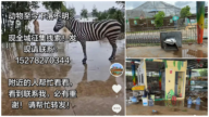 貴州動物園逾百動物被沖走 動物求生畫面瘋傳