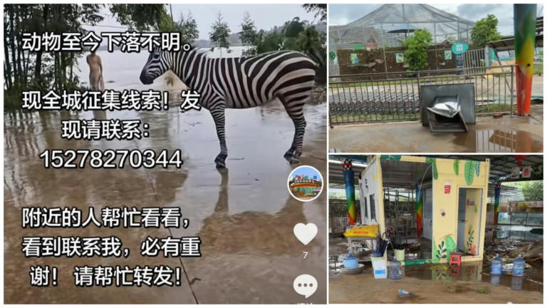 貴港動物園逾百動物被沖走 動物求生畫面瘋傳