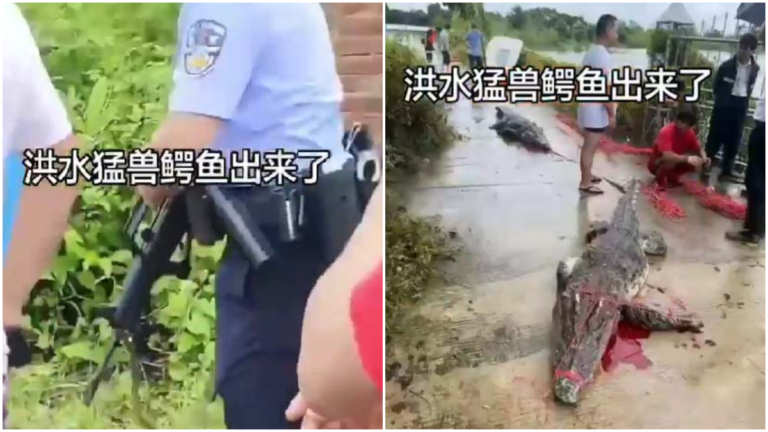 廣西「闢謠」鰐魚出逃 網民發公安槍殺鰐魚照打臉