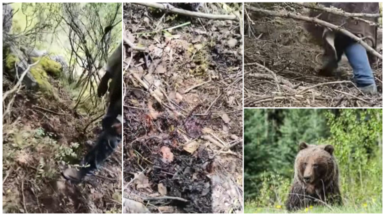 重慶男進山撿菌子身亡 現場發現熊窩熊糞