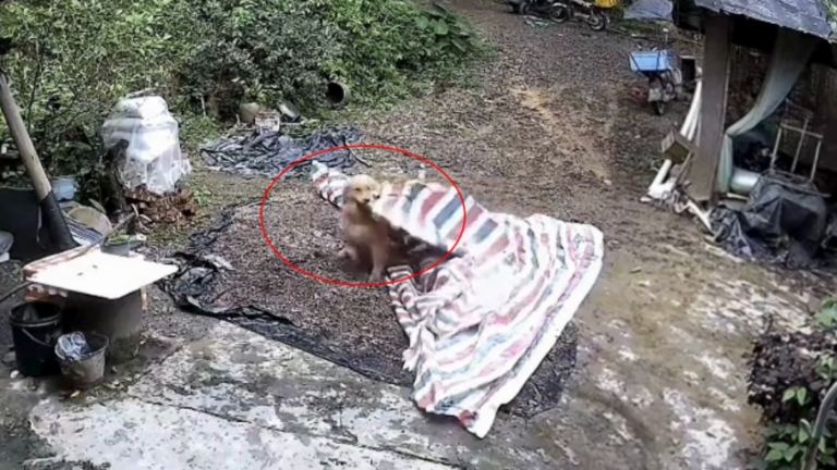 狗狗暴雨前獨自幫主人蓋玉米影片爆紅（視頻）
