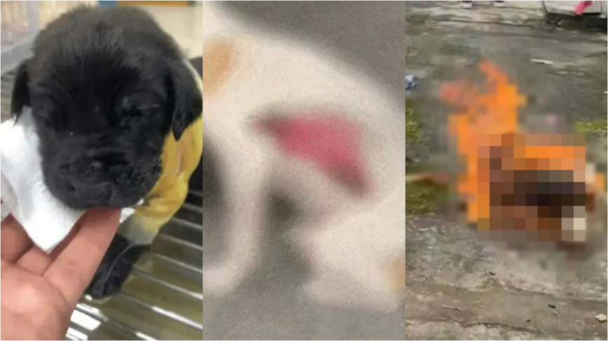 中國曝連環虐狗案 兩隻狗遭剝皮身亡引眾怒