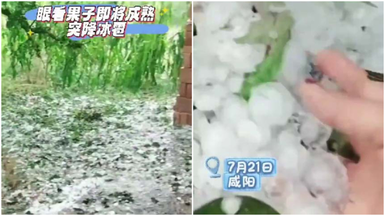 咸陽多地下鷄蛋大冰雹 莊稼果樹全遭殃(視頻)