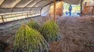 中国犯罪集团在美国加州非法种植大麻