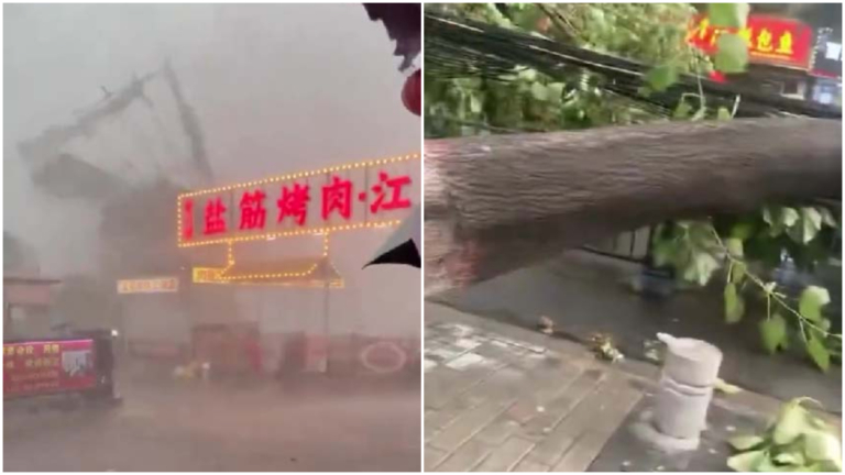 西安狂風拔大樹 10畝大棚被吹塌（視頻）