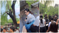 濟南趵突泉公園一棵老柳樹折斷 致16名遊客受傷