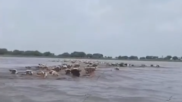 吉林黑龍江洪水 沖斷橋梁 大批家禽溺亡